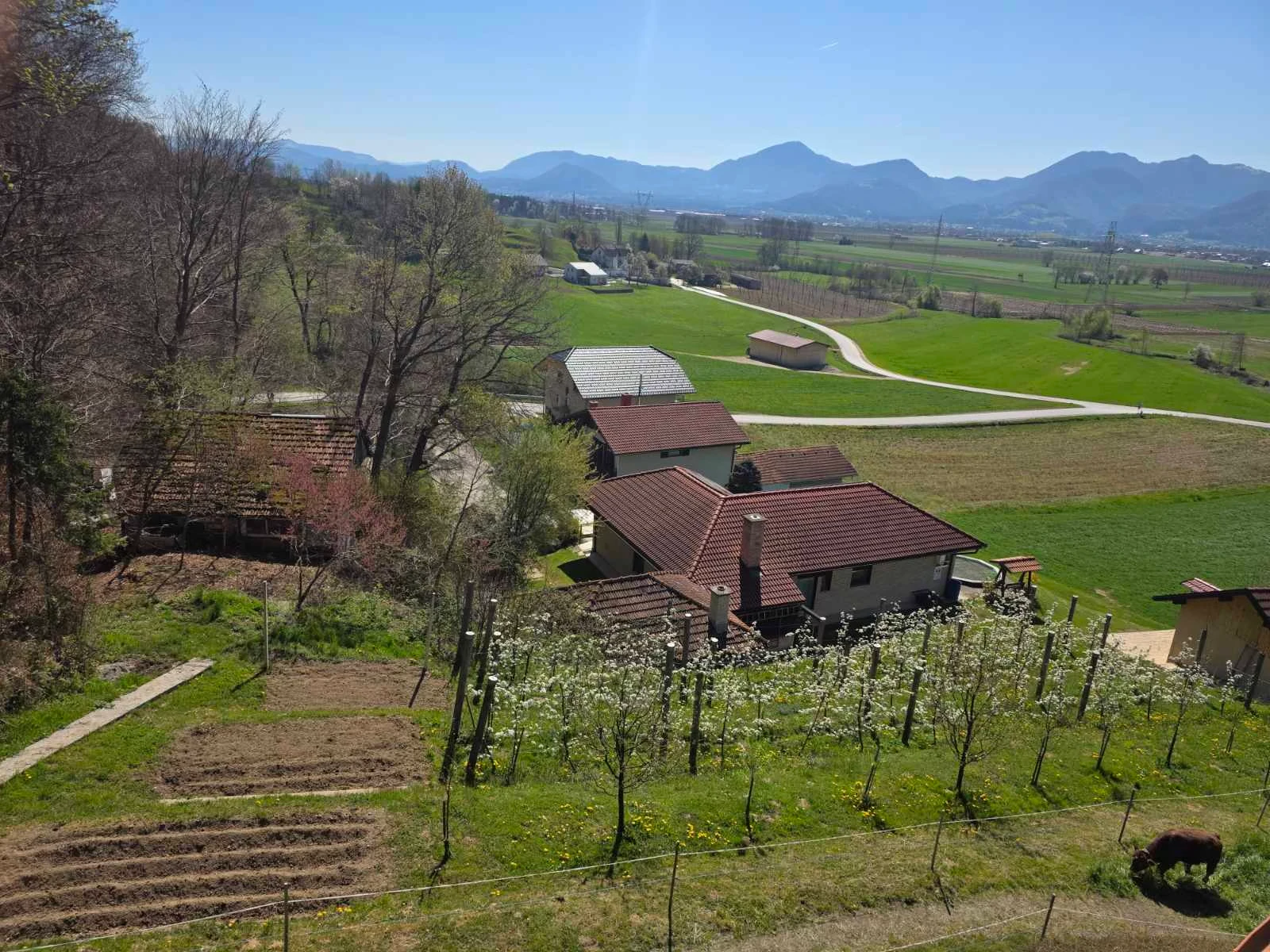 Cvetoč mlad sadovnjak pod kmetijo z razgledom na Savinjsko dolino in gore